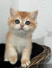 Cuccioli di british shorthair golden NY12