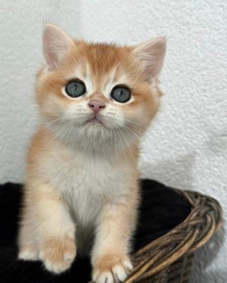 Cuccioli di british shorthair golden NY12
