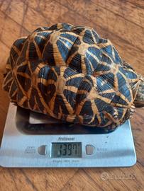 Geochelone elegans