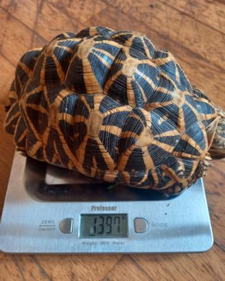 Geochelone elegans