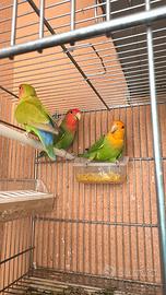 Inseparabili