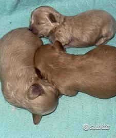 Cucciolate maltipoo