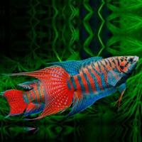 Macropodus Opercularis pesce paradiso