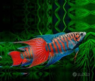 Macropodus Opercularis pesce paradiso