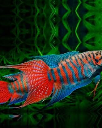 Macropodus Opercularis pesce paradiso