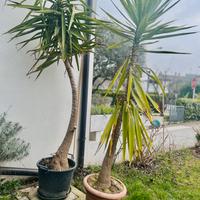 Palme
