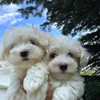 Cuccioli di maltese