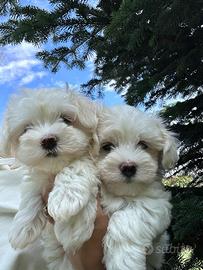 Cuccioli di maltese