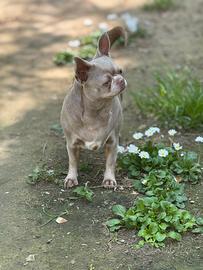 Chihuahuha femmina adulta
