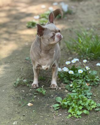 Chihuahuha femmina adulta