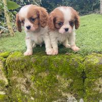 Cuccioli di cavalier King