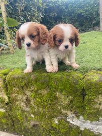 Cuccioli di cavalier King