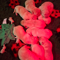 Cuccioli Labrador Retriver