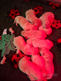 Cuccioli Labrador Retriver