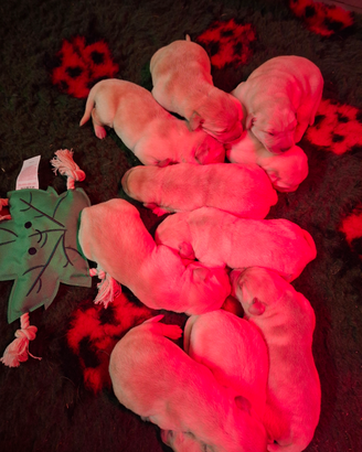 Cuccioli Labrador Retriver