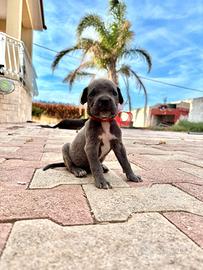 Ultimi cuccioli di Cane Corso