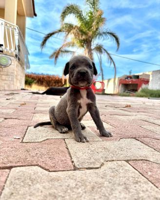 Ultimi cuccioli di Cane Corso