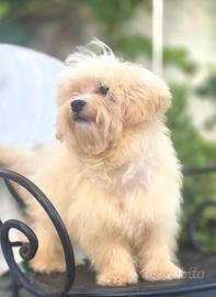 maltipoo toy