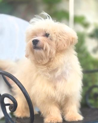 maltipoo toy