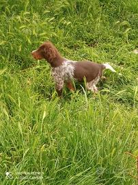 Setter inglese