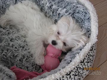Cucciola Maltese Toy
