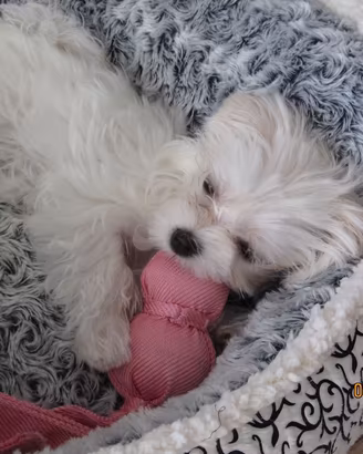 Cucciola Maltese Toy