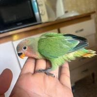 Inseparabili allevato a mano