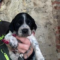 Cuccioli épagneul Breton