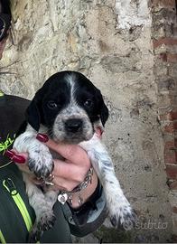 Cuccioli épagneul Breton