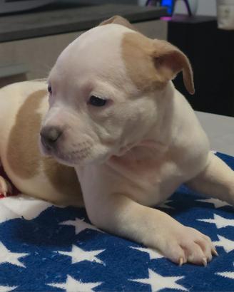 Cuccioli American Bully Pocket Con pedigree ABKC
