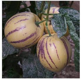 Piante melone pepino frutto esotico