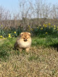 Cuccioli di Pomerania spitz nano