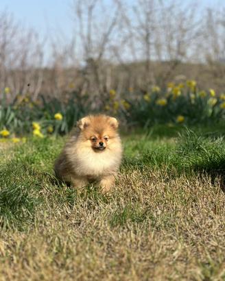 Cuccioli di Pomerania spitz nano