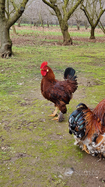 Galletto Ornamentale Calzato