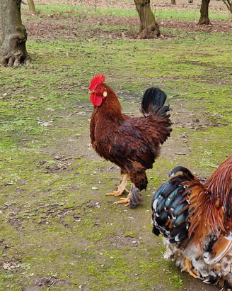 Galletto Ornamentale Calzato