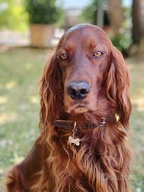 Cuccioli di setter irlandese