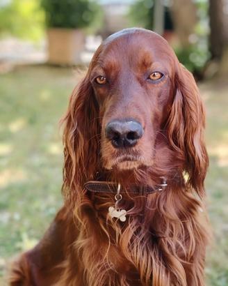 Cuccioli di setter irlandese