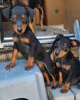 Cuccioli di Pincher, Zwergpinscher