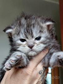 Cuccioli maine coon