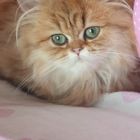 Gatti british longhair