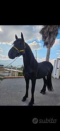 Cavallo frisone 4 anni castrone