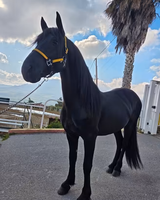 Cavallo frisone 4 anni castrone