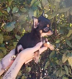 Chihuahua maschietto