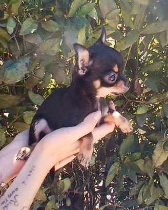 Chihuahua maschietto