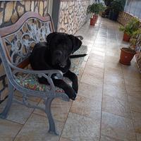 In adozione cane corso con pedigree 9 mesi