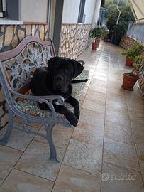 In adozione cane corso con pedigree 9 mesi