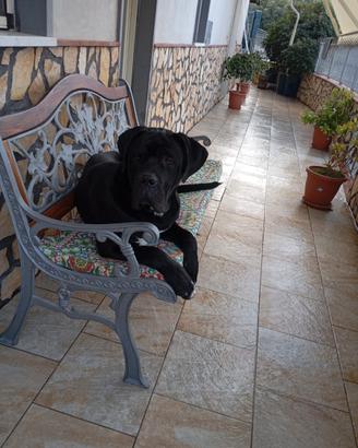 In adozione cane corso con pedigree 9 mesi