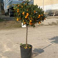 Pianta di Kumquat