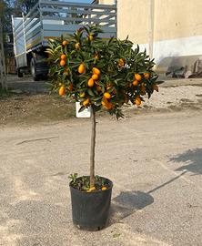 Pianta di Kumquat