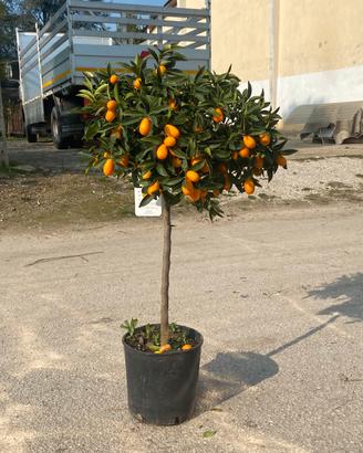 Pianta di Kumquat